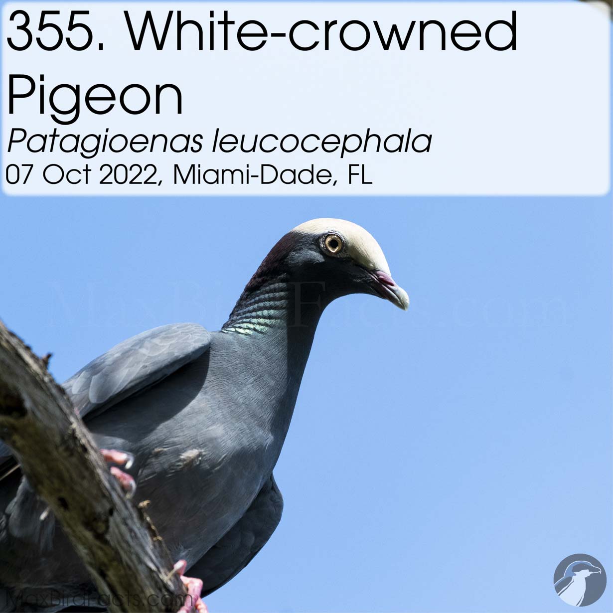 white crowned pigeon