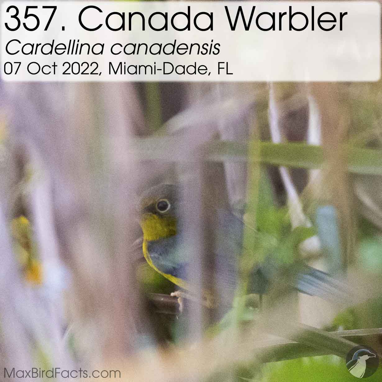 canada warbler