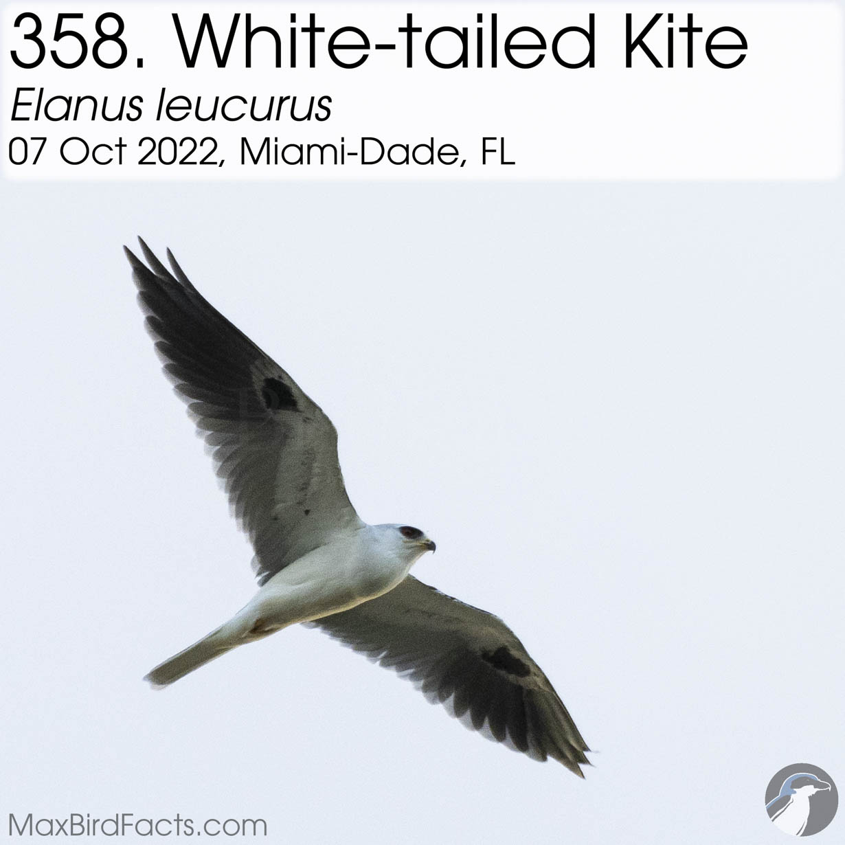 white tailed kite