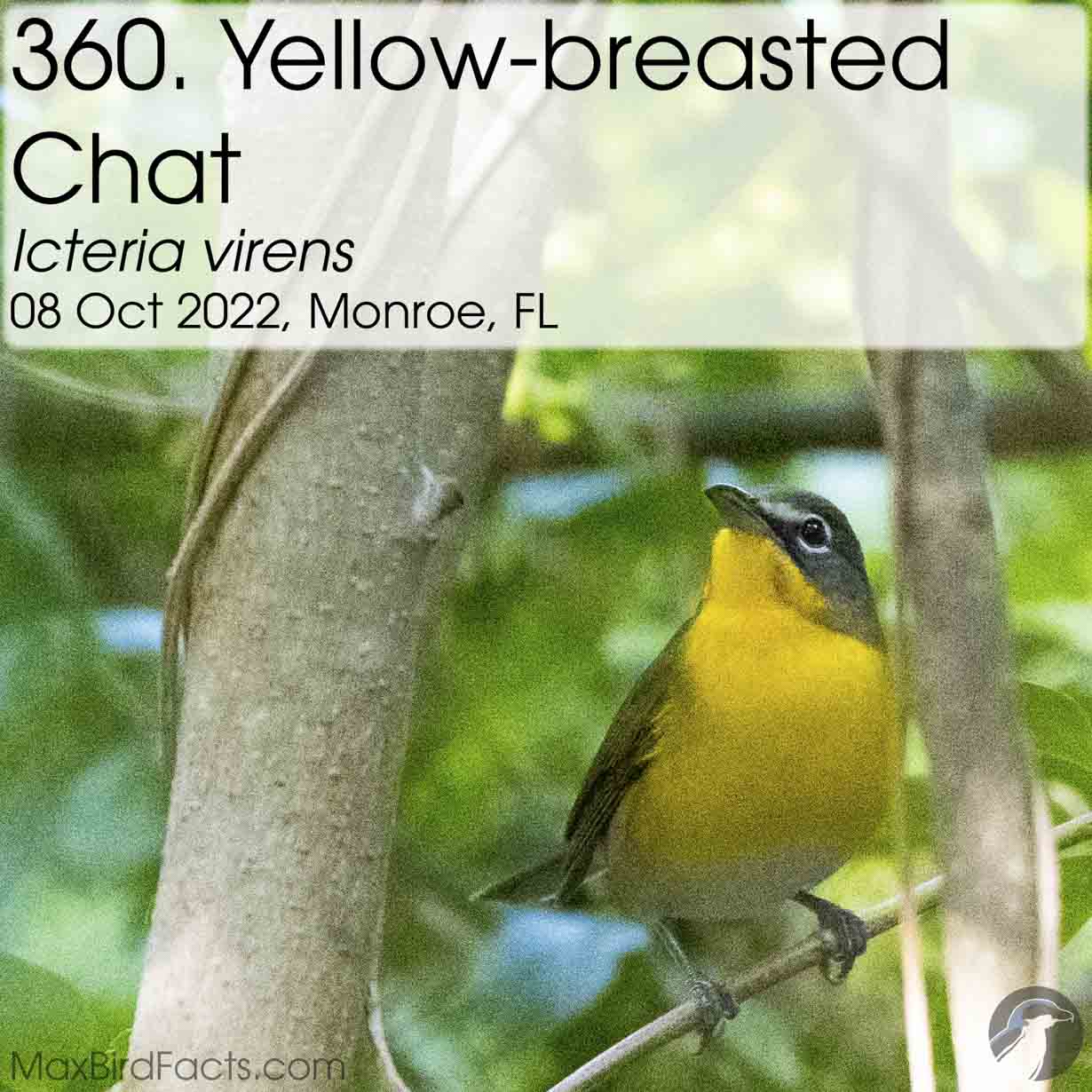 yellow breasted chat