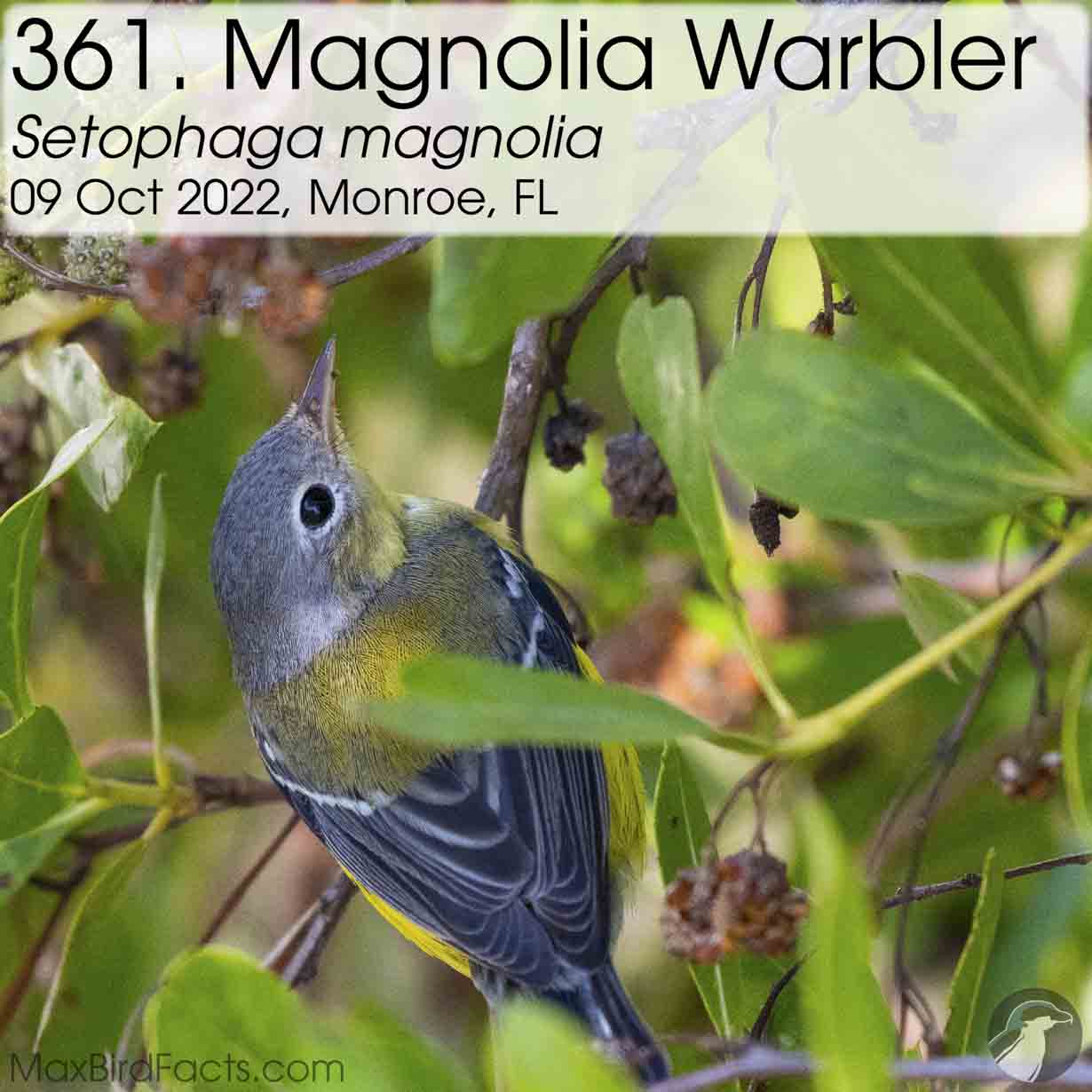 magnolia warbler