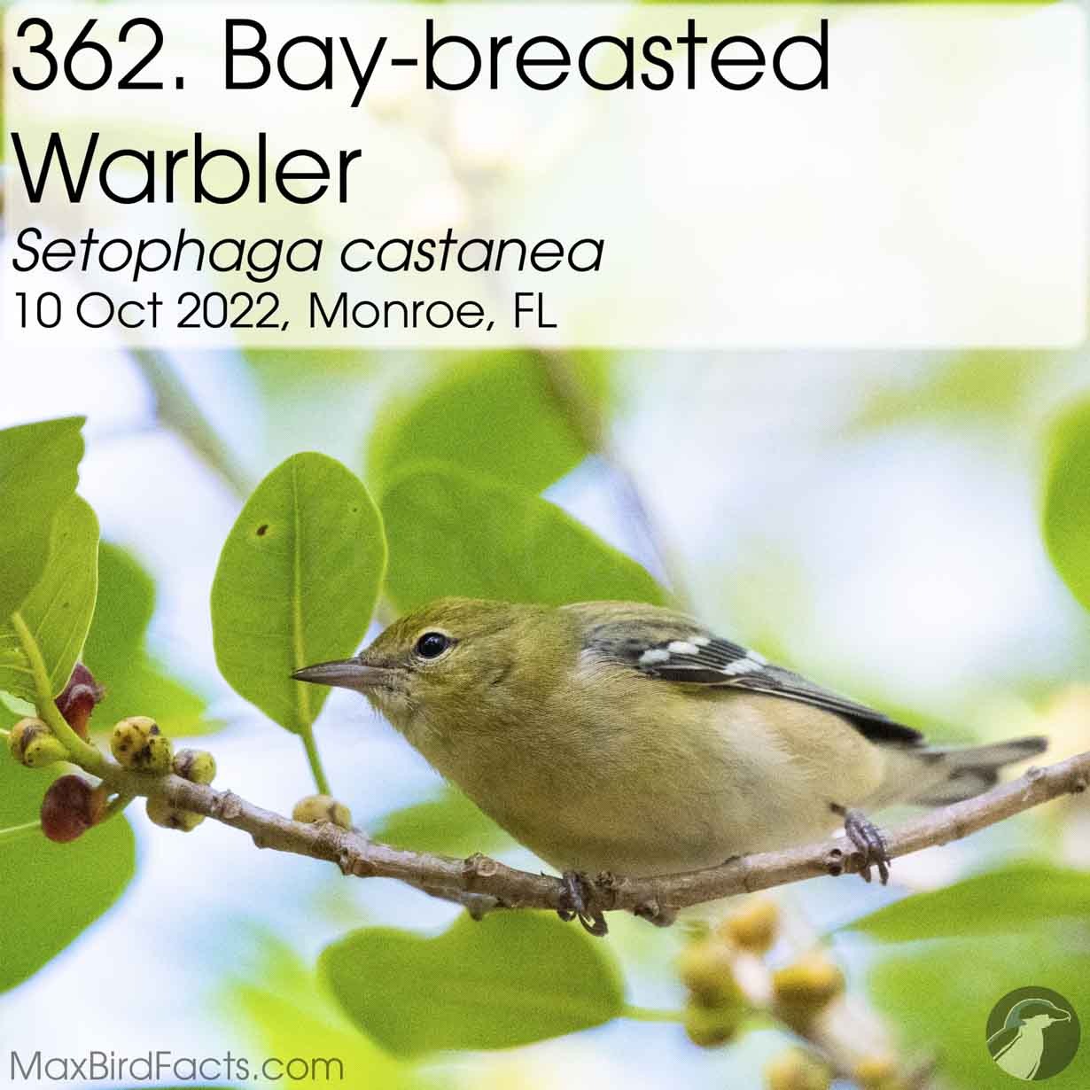 bay breasted warbler