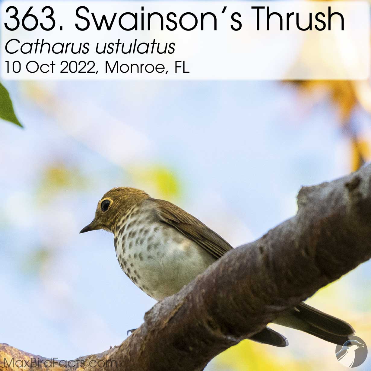 swainson's thrush