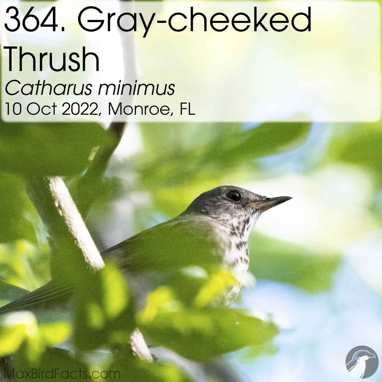 gray cheeked thrush