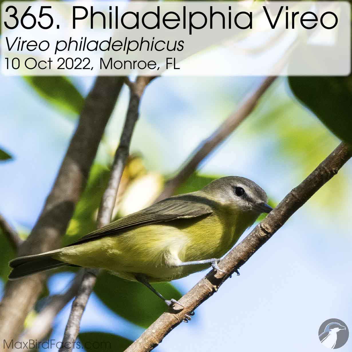 philadelphia vireo