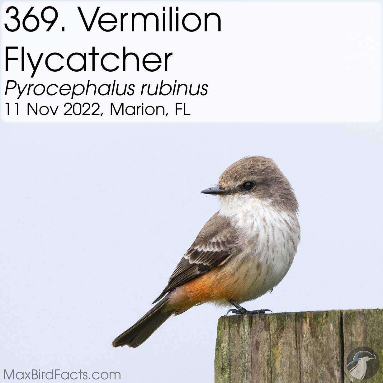 vermilion flycatcher