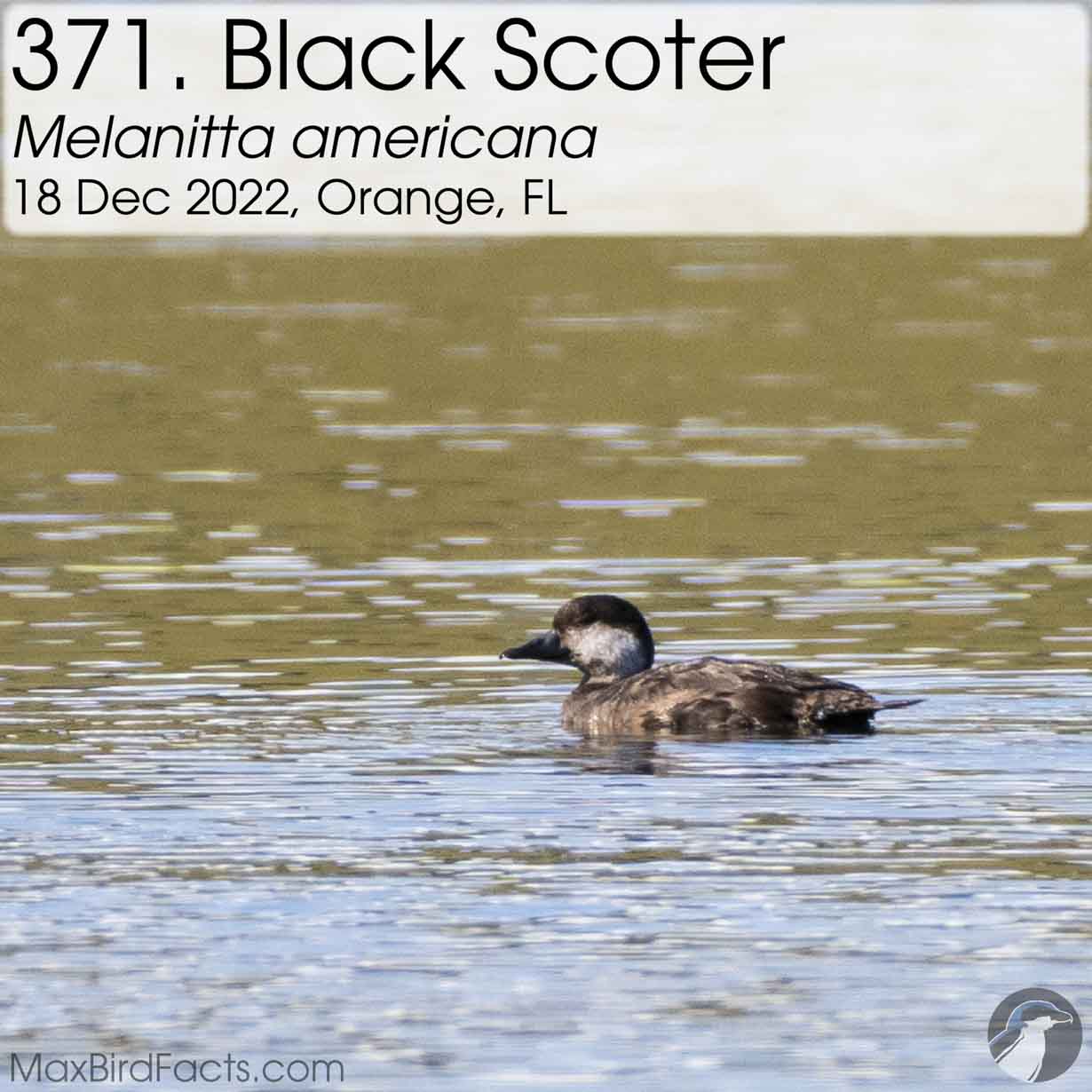 black scoter