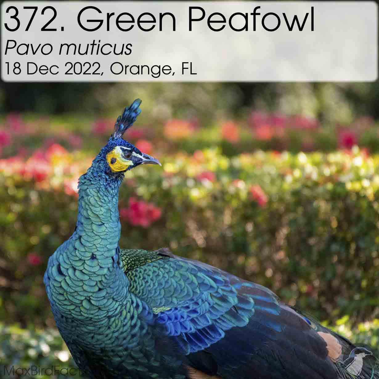 green peafowl