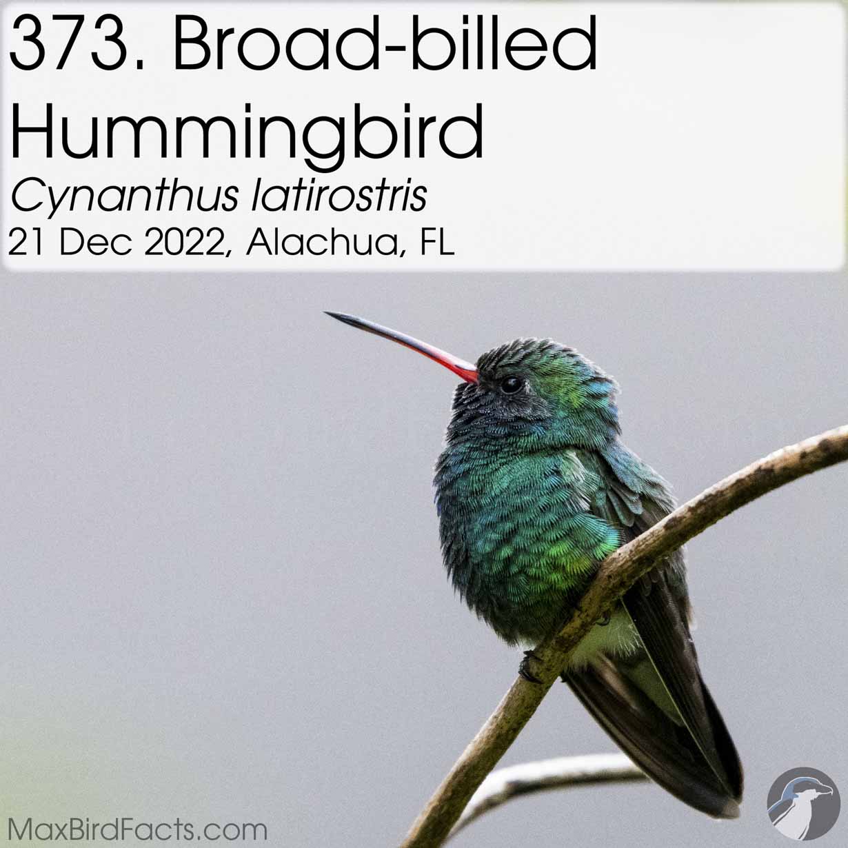broad billed hummingbird