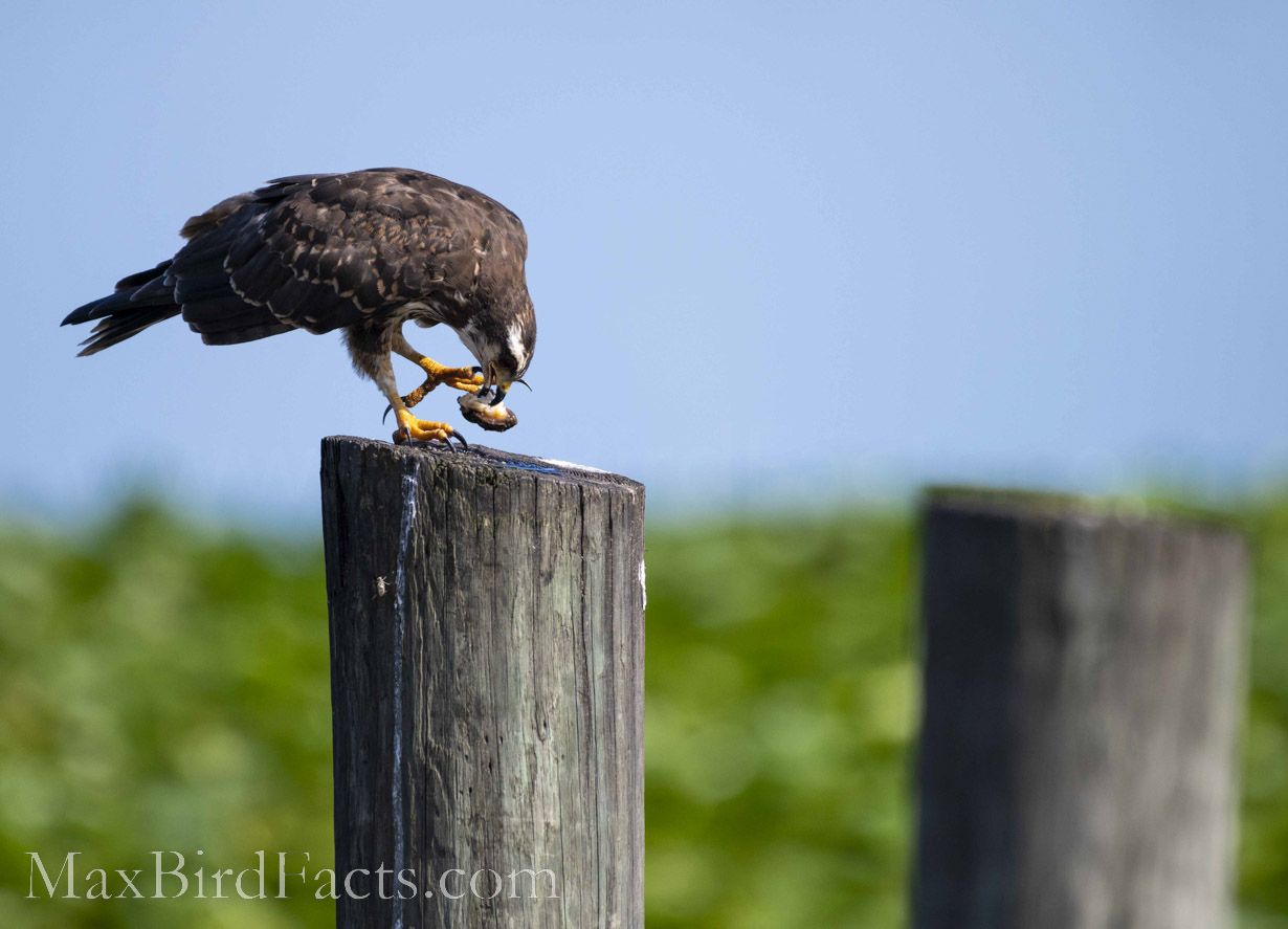 Snail Kite Food At Philip Mayers Blog Snail Kite Food At Philip Mayers Blog