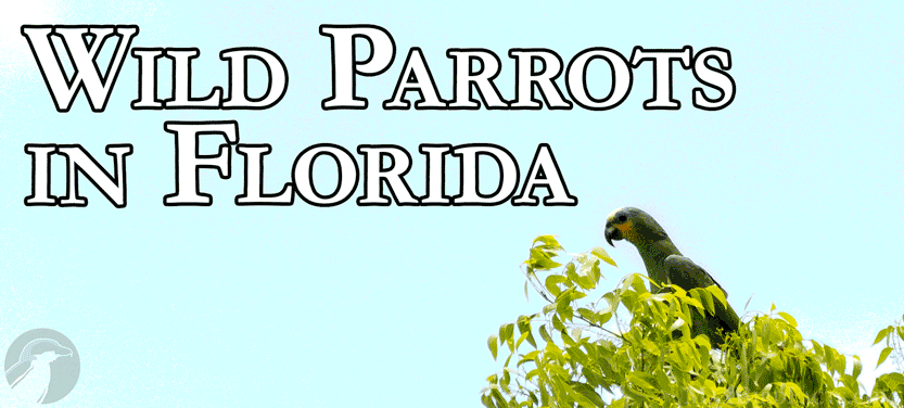 34. Wild Parrots In Florida