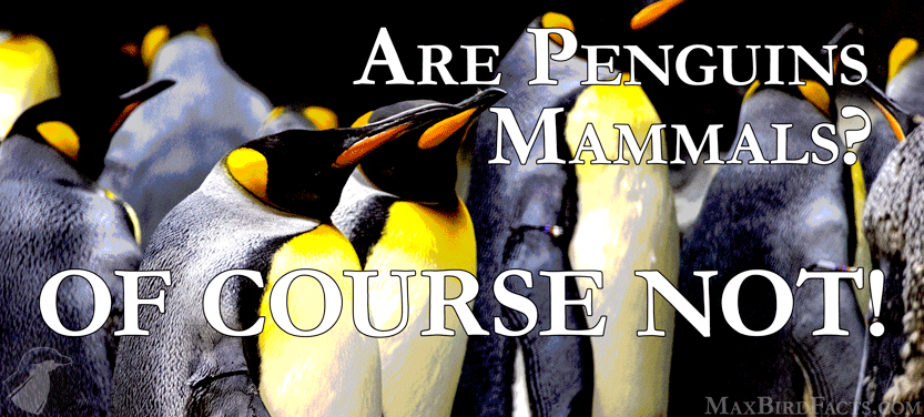 35. Are Penguins Mammals