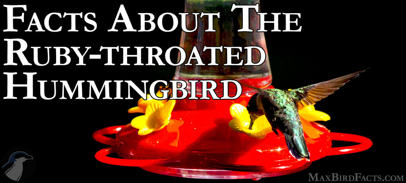 36_Facts_About_The_Ruby_throated_Hummingbird