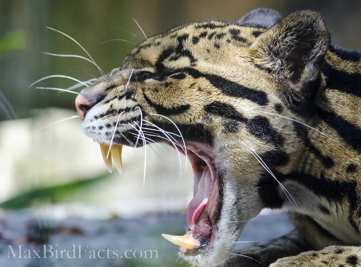 Are_Penguins_Mammals_clouded_leopard_teeth