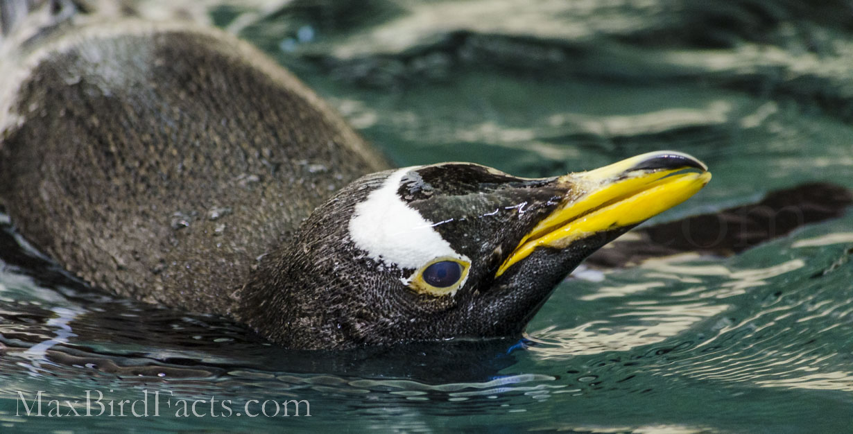 Are_Penguins_Mammals_gentoo_penguin_swimming