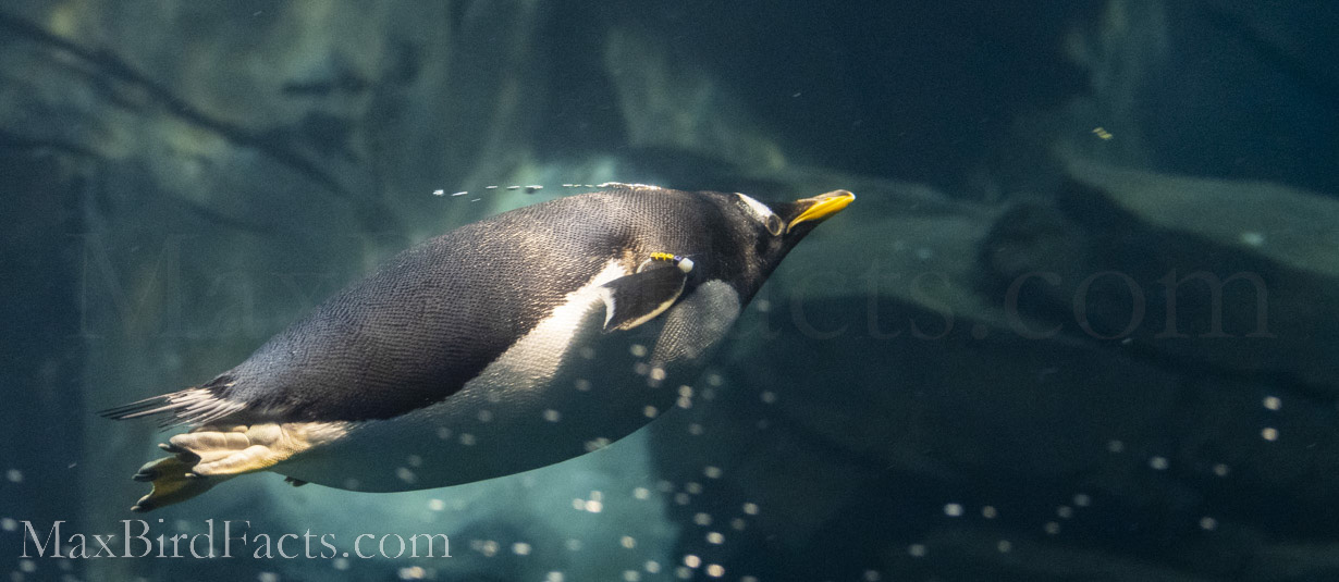 Are_Penguins_Mammals_gentoo_penguin_underwater
