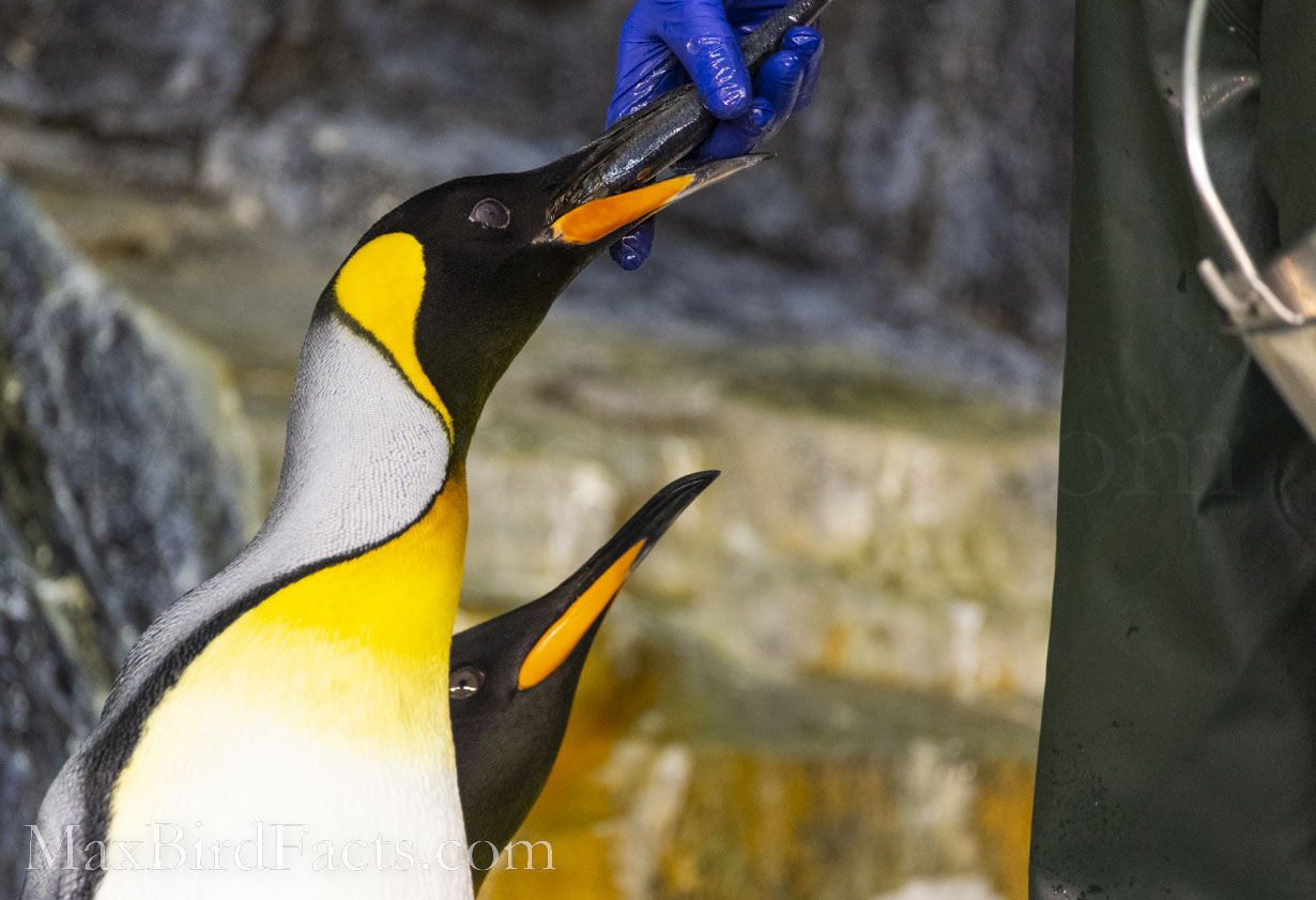 Are_Penguins_Mammals_king_penguin_feeding