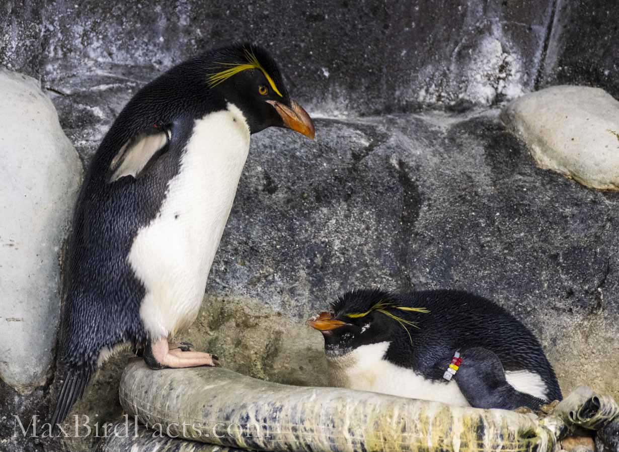 Are_Penguins_Mammals_southern_rockhopper_penguins_on_nest