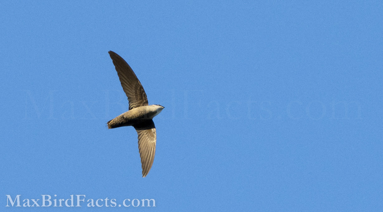 Facts_About_The_Ruby_throated_Hummingbird_chimney_swift_flying