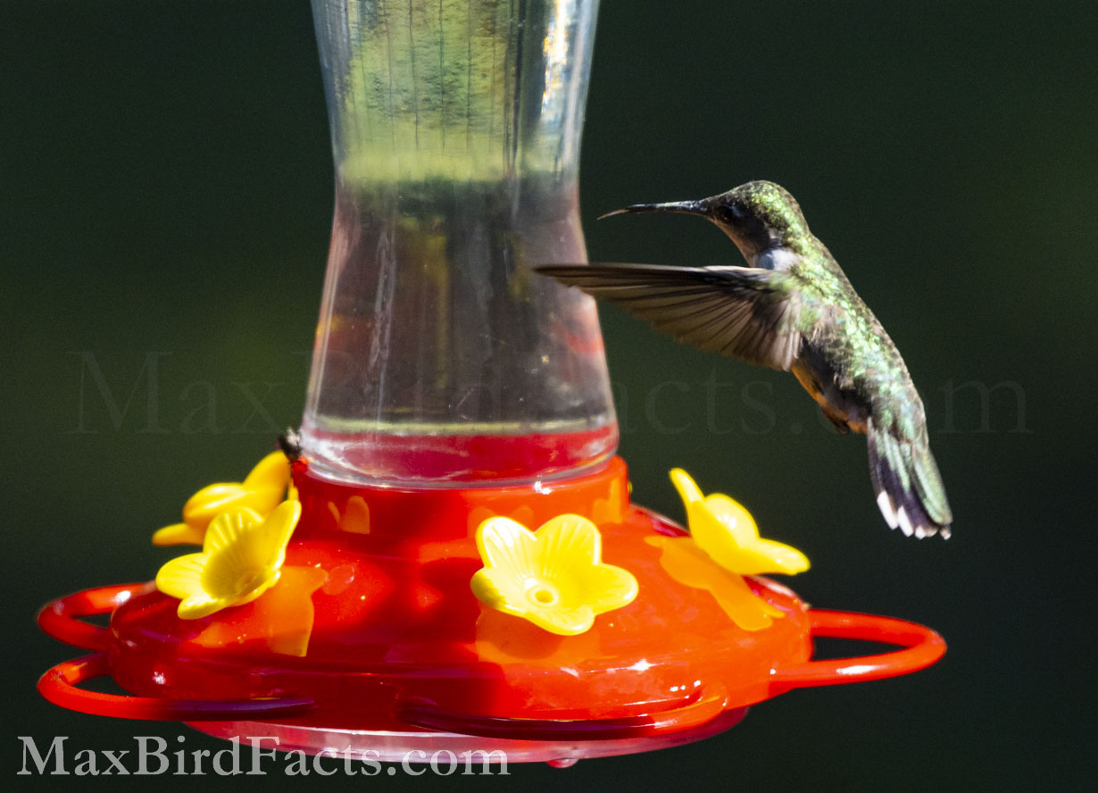 Facts_About_The_Ruby_throated_Hummingbird_female_ruby_throated_hummingbird_flying_at_feeder