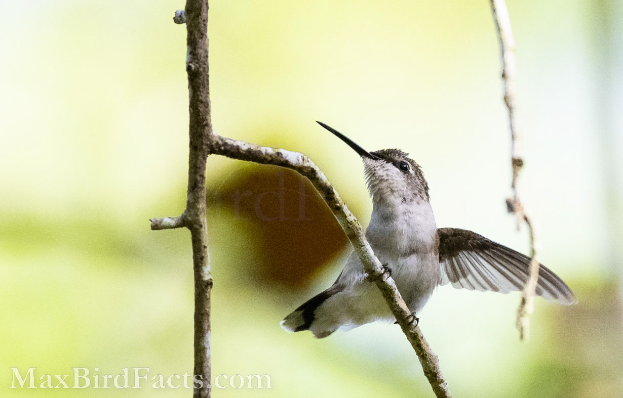 Facts_About_The_Ruby_throated_Hummingbird_female_ruby_throated_hummingbird_stretching_wing