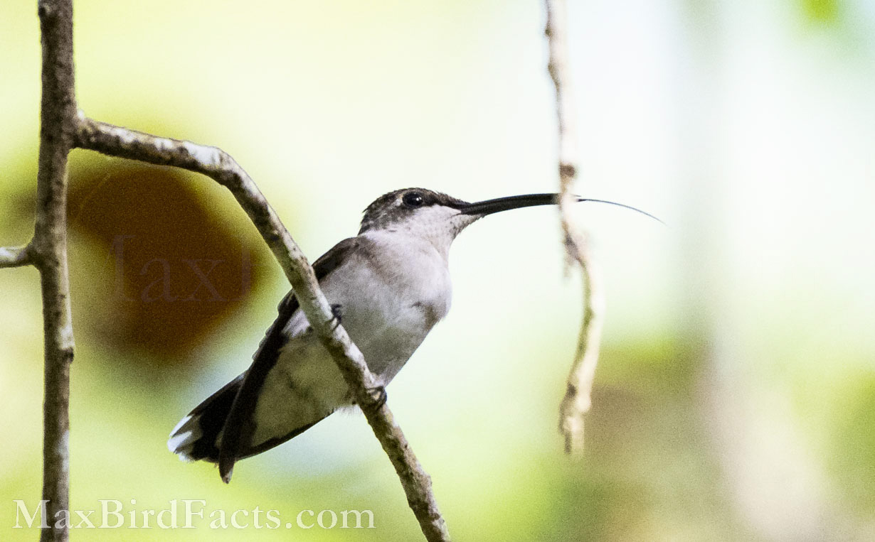 Facts_About_The_Ruby_throated_Hummingbird_female_ruby_throated_hummingbird_tongue