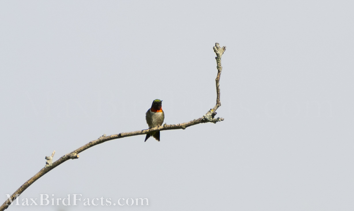 Facts_About_The_Ruby_throated_Hummingbird_male_ruby_throated_hummingbird_perched