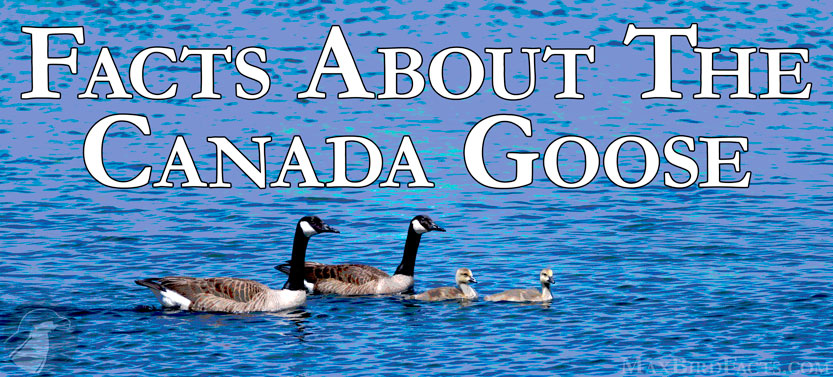 Facts_About_The_Canada_Goose