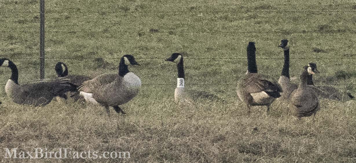 Facts_About_The_Canada_Goose_banded_canada_goose