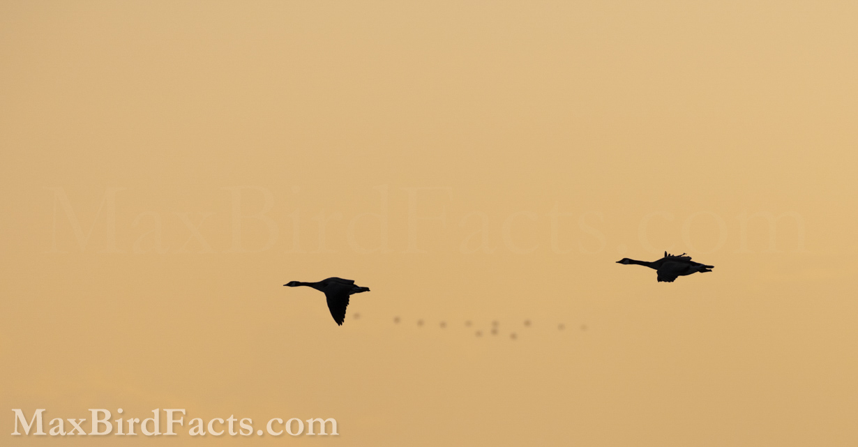 Facts_About_The_Canada_Goose_canada_geese_flying_sunset