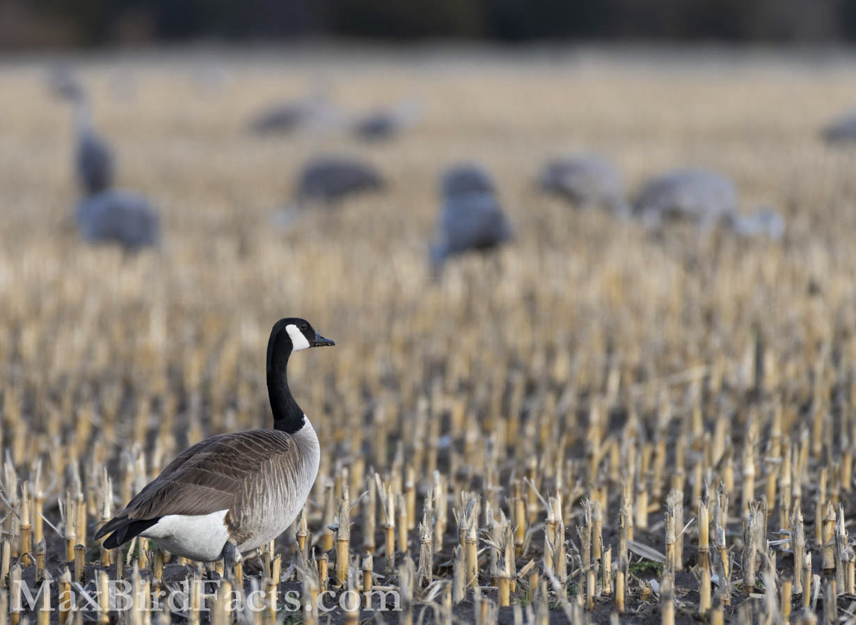 Facts_About_The_Canada_Goose_canada_goose_in_corn_field