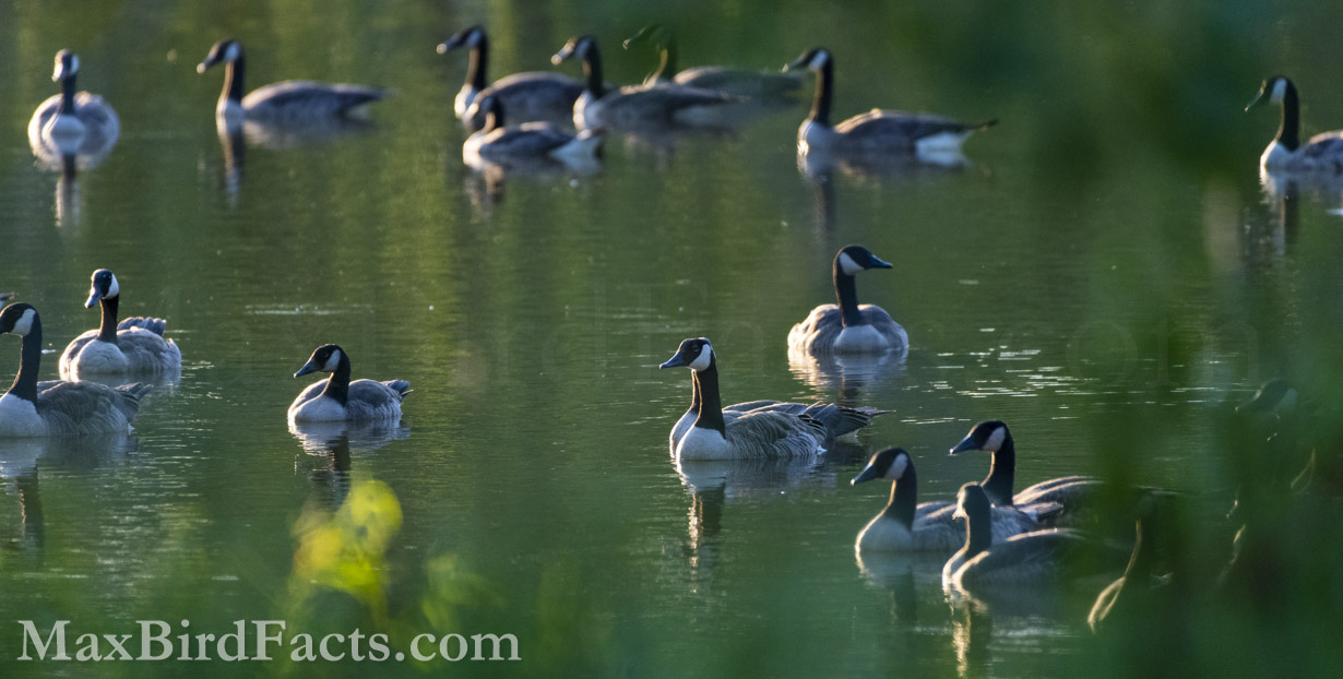 Facts_About_The_Canada_Goose_geese_in_pond