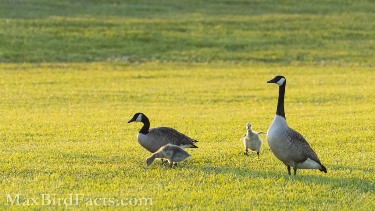 Facts_About_The_Canada_Goose_goose_family_grazing