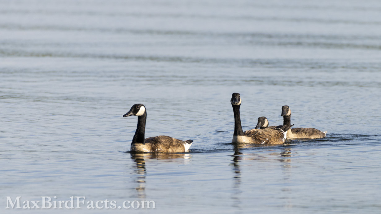 Facts_About_The_Canada_Goose_goose_family_swimming
