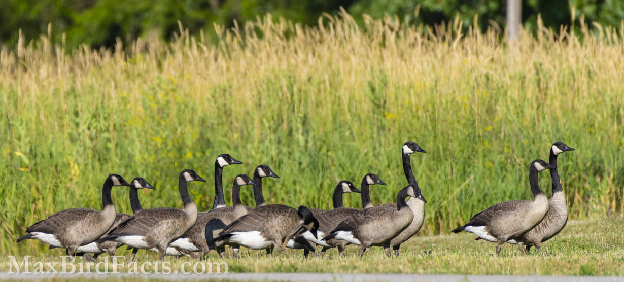 Facts_About_The_Canada_Goose_group_of_geese_in_grass