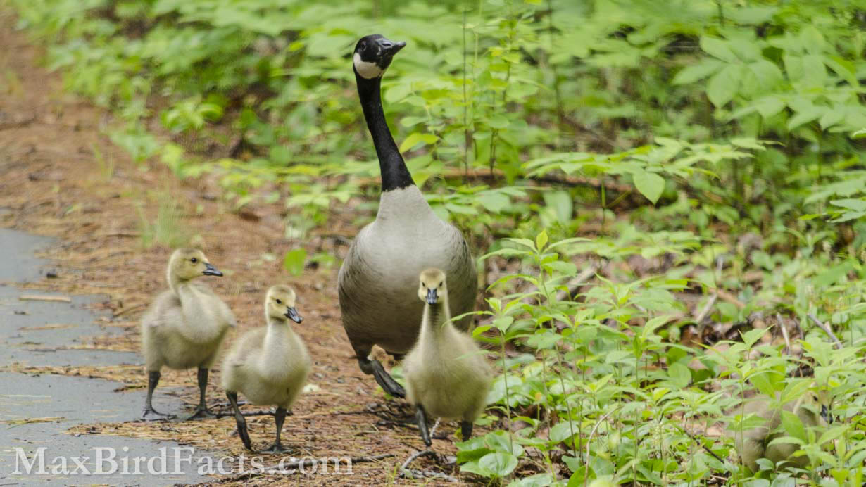 Facts_About_The_Canada_Goose_parent_and_chicks_walking