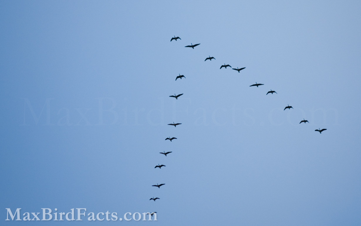 Facts_About_The_Canada_Goose_v_formation_flock