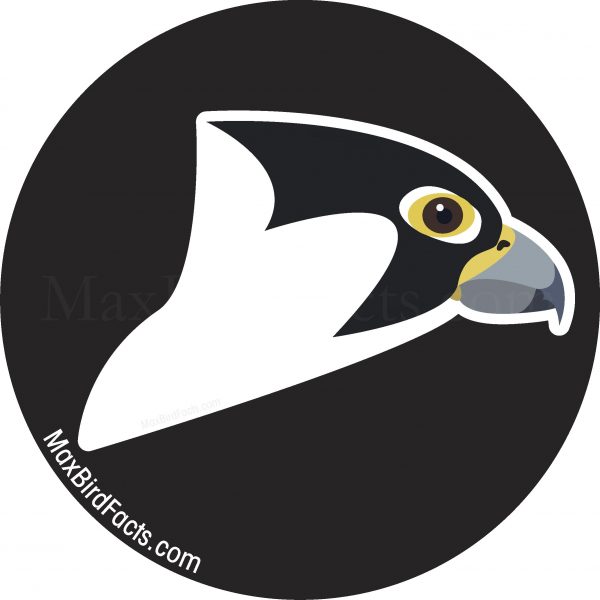 MaxBirdFacts Stickers - Welcome to MaxBirdFacts.com!!!