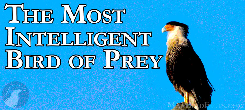 The-Most-Intelligent-Bird-of-Prey