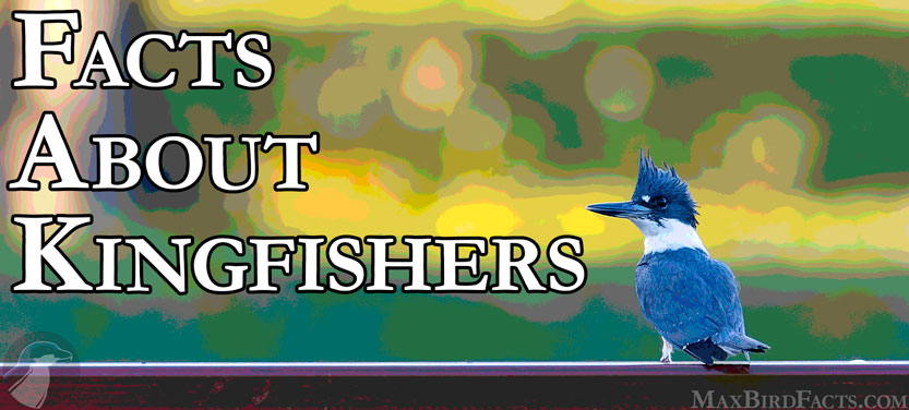 40.-Facts-About-Kingfishers-Banner.jpg