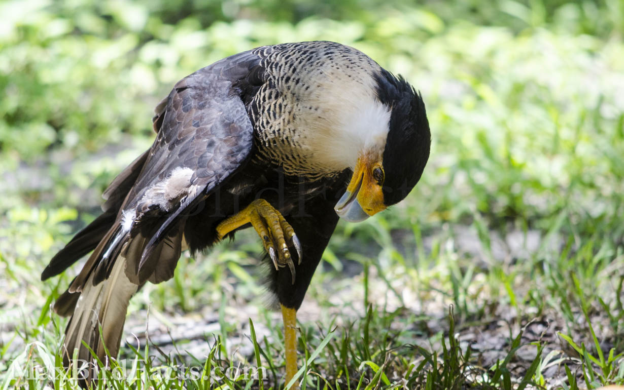 Much like a bird’s beak, its feet can tell you about its lifestyle. The Caracara’s feet are set apart from other raptors because of their terrestrial lifestyle. These raptors need to prevent their nails from catching on the ground while still keeping them as practical tools for grabbing and digging. Because of their more general nature, the Caracara’s foot is highly versatile in manipulating its environment. (Tampa, FL. 2019)