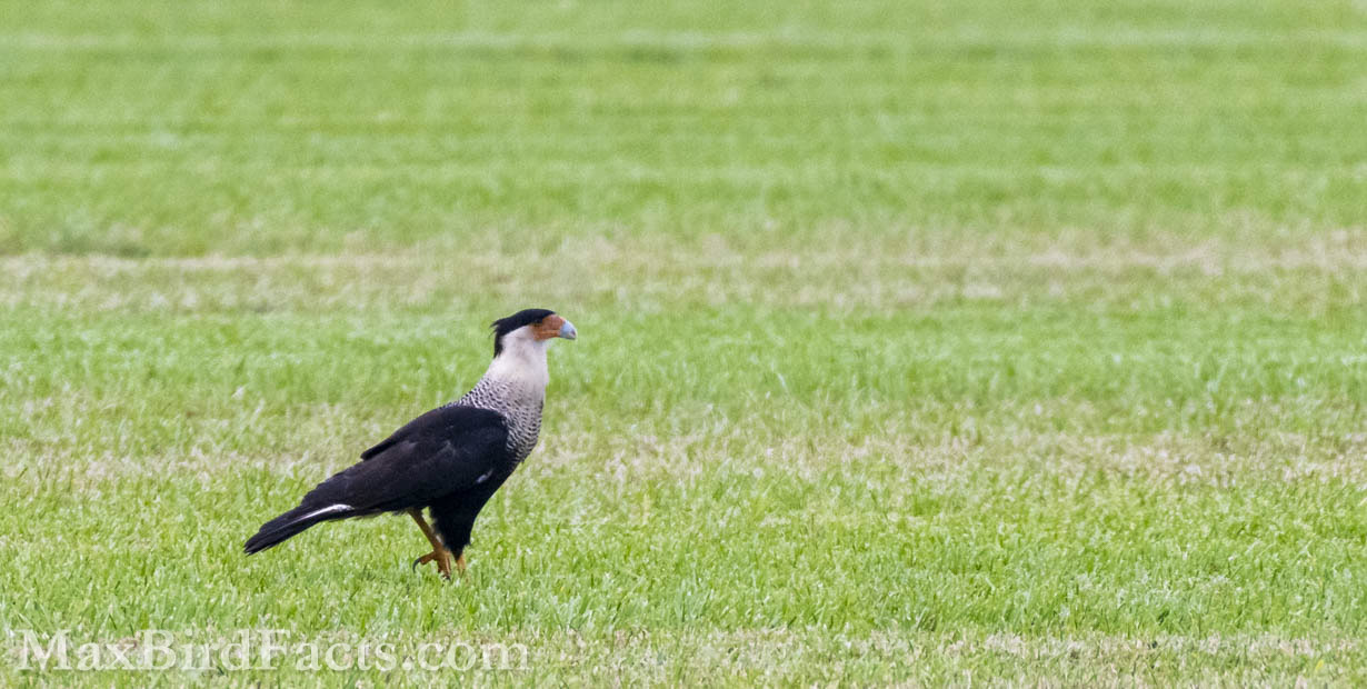 Caracaras are odd that they are primarily ground-based raptors, but this has worked well for them. Since nearly all other birds of prey specialized in roles of extreme power and might on the wing, it only makes sense that the crafty Caracara exploited the available niche of a terrestrial predator. (Kenansville, FL. 2021)