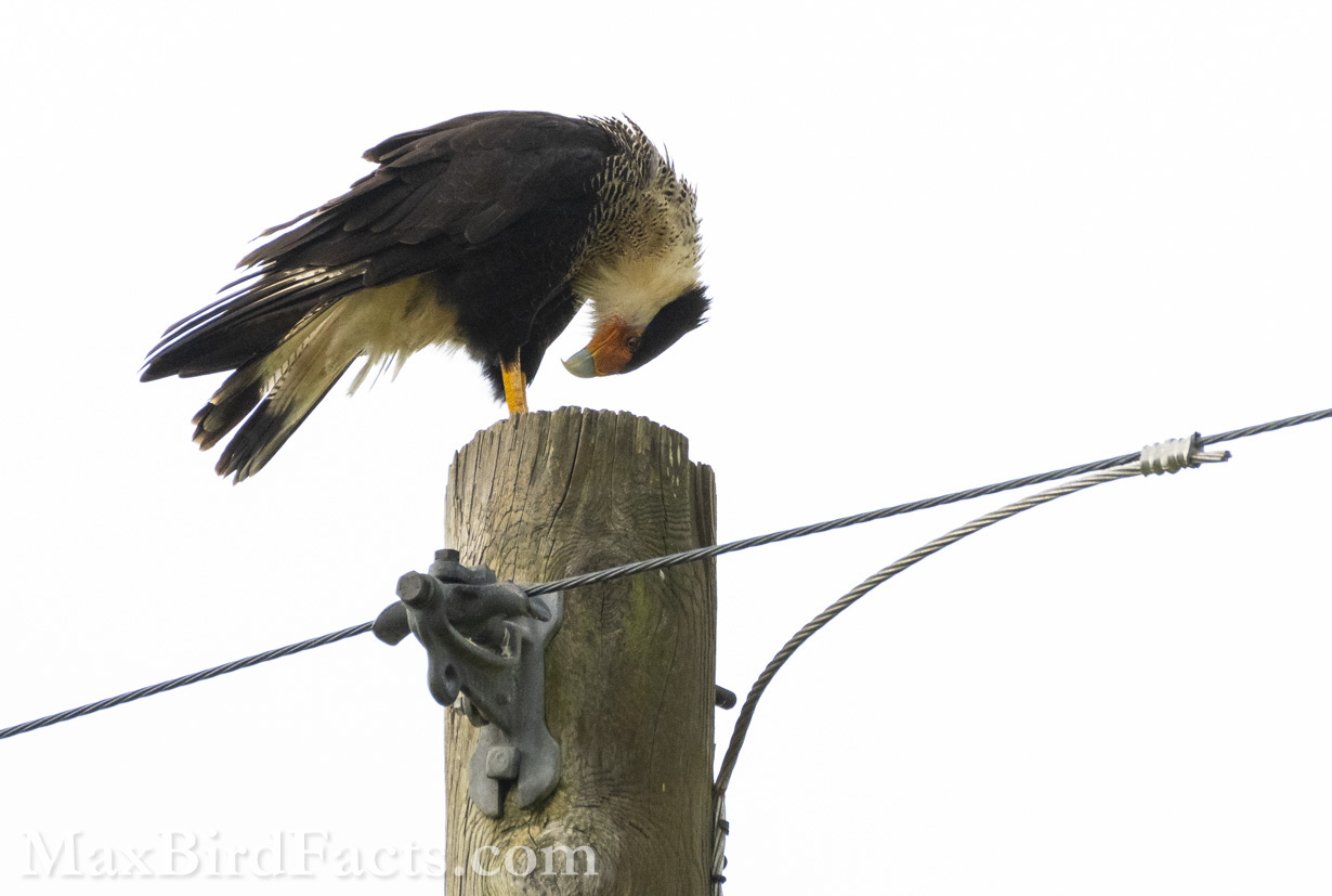 If you’ve ever spent some time simply observing a Caracara, you will quickly notice it isn’t like other raptors. Unlike hawks, Caracaras don’t simply perch and call or preen; they scan their surroundings and seem to have a different twinkle in their eye. This bird perched at the top of this pole, with nothing in its talons, but proceeded to study either its feet or its perch for several seconds. I’m still not sure what captured its attention for so long, but watching it pick at apparently nothing with deep intrigue was fascinating. (Kenansville, FL. 2022)