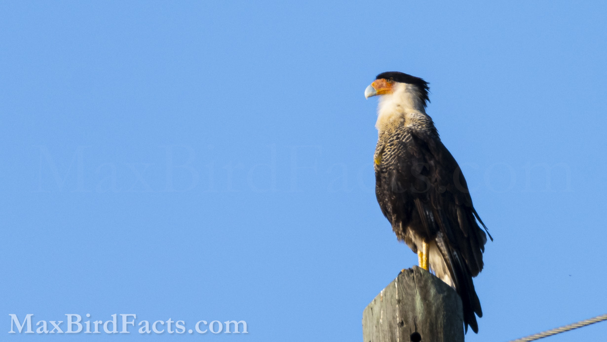 There is strong reason to believe the Crested Caracaras are the true Mexican Eagle. Rather than the Golden Eagle, seen on the Mexican Coat of Arms, the Crested Caracara was the likely messenger from the god Huitzilopochtli to the Aztec people for their capital city, Tenochtitlán. The legend goes that the Aztec priests received a vision from their god of sun and war, Huitzilopochtli, that the place that should mark their capital would stand an eagle perched on a cactus holding a snake. And, as the story goes, the Aztecs found this site around 1325 and built the city Tenochtitlan, the foundation of today’s Mexico City. (Okeechobee, FL. 2022)
