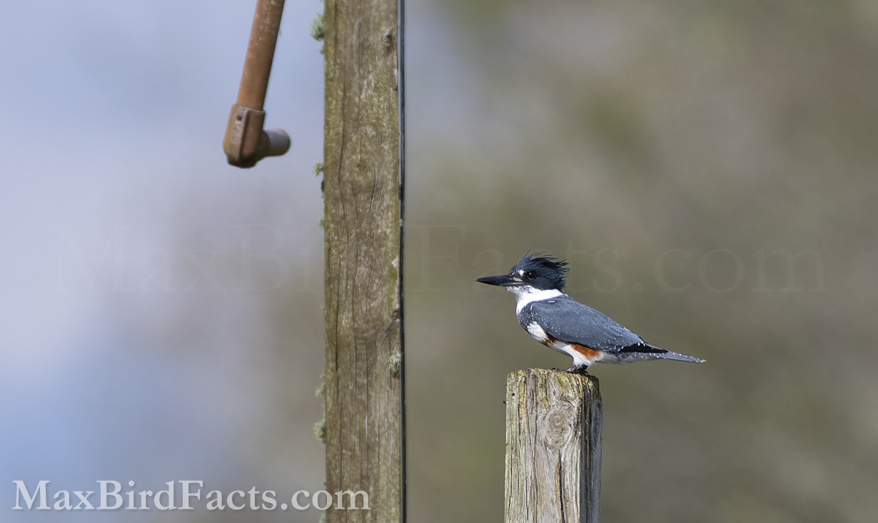 Facts-About-Kingfishers-Belted-Kingfisher-female-on-post
Even perched in a profile view, the coloration on this Belted Kingfisher clearly gives it away for being a female. We can also see noticeable white spots between the Kingfisher’s eyes and beak. These are most likely used between birds during food transfer, from the parents to chicks or from one mate to another, as a gift to build pair bonds. (Clermont, FL. 2022)