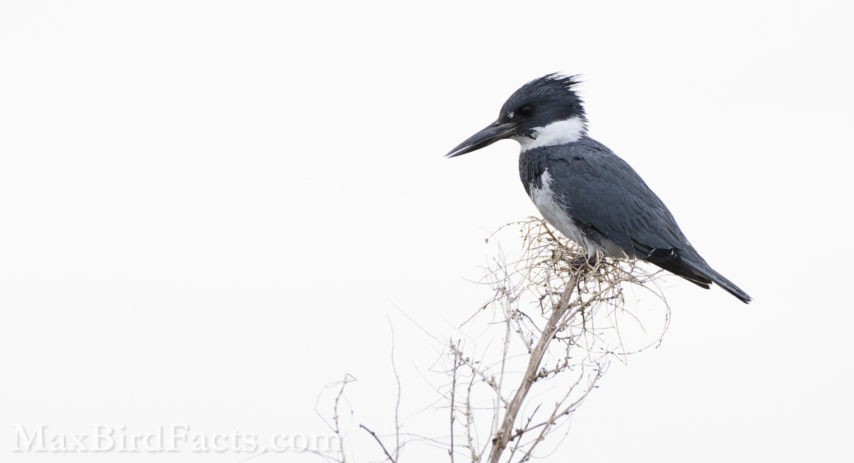 Belted Kingfisher Tangled in Fishing Line