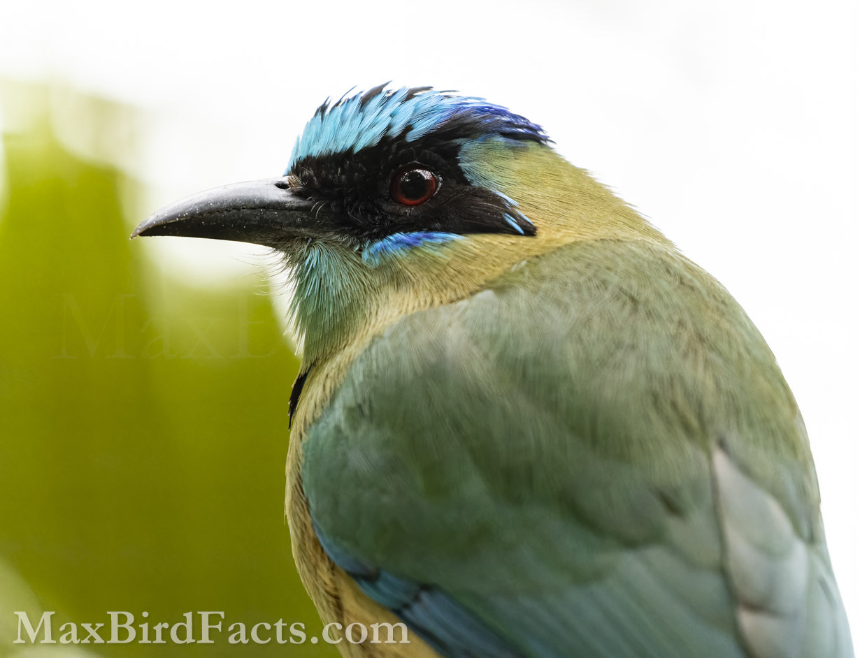 Facts-About-Kingfishers-Blue-capped-Motmot
This Blue-capped Motmot (Momotus coeruliceps) might look very different from the Kingfishers in this article, but it is surprisingly similar in many other ways. For example, both Motmots and Kingfishers burrow into riverbanks for their nests, and both families have syndactyl feet. (Tampa, FL. 2021)