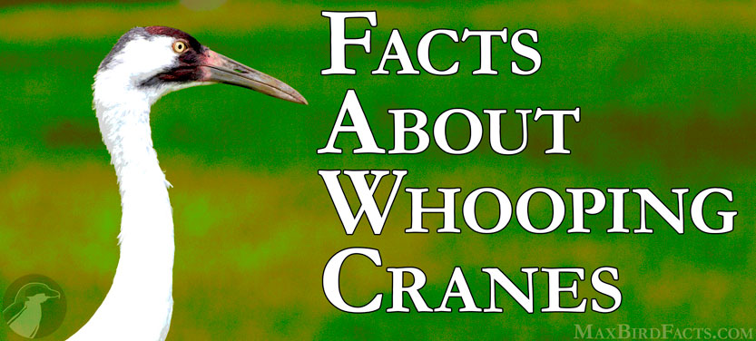 11 Facts About Whooping Cranes - Hand Puppets, Ultralights, and the Rarest Bird