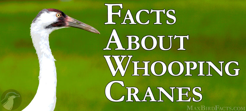 42_Facts_About_Whooping_Cranes_banner