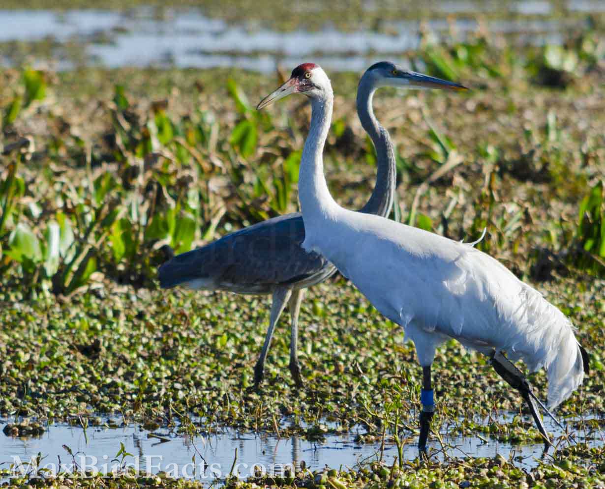 My first view of a Whooping Crane was at Paynes Prairie Preserve State Park in 2013. I knew this bird was special because of the attention from the other people and the radio transmitter on its leg. Thankfully, I took several photos of this majestic crane and reported it to the International Crane Foundation. (Gainesville, FL. 2013)